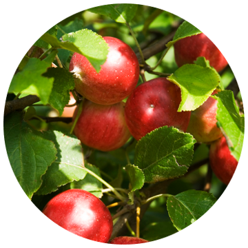 AIO_pdp_ingredient_apples_m.png
