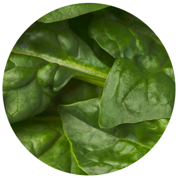 AIO_pdp_ingredient_spinach_m.png