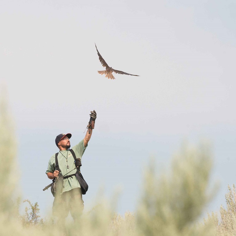Un hombre libera un halcón para controlar plagas en un campo en la granja orgánica de Trout Lake de Nutrilite en Washington.