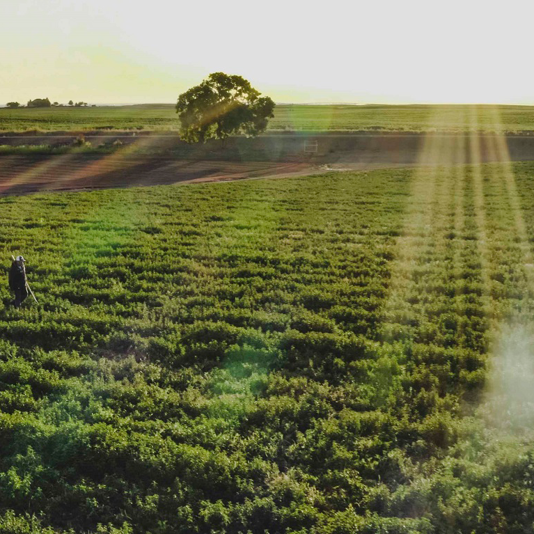 Un trabajador camina en un campo verde en una granja orgánica de Nutrilite con rayos de sol brillando.
