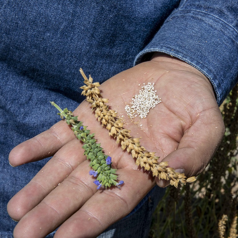 Un granjero de Nutrilite sostiene secciones de plantas de chía en diferentes etapas de crecimiento junto a muchas semillas de chía blanca.