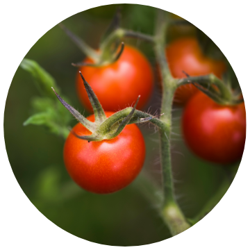 Nutrilite™ Men’s Pack | Vitamins & Supplements | Amway